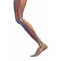 Leg muscles. Human leg anatomy. Vector medical Royalty Free Stock Photo