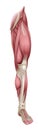 Leg Muscles Human Muscle Medical Anatomy Diagram Royalty Free Stock Photo