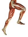 Leg muscles of the man Royalty Free Stock Photo