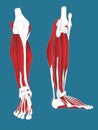 Leg Muscular System Royalty Free Stock Photo