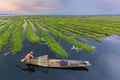 Fisherman in Inle Lake at the sunrise, Myanmar Royalty Free Stock Photo