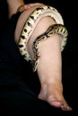 Leg with Royal Python snake. Ball Python slithering and crawling around female leg and foot on black bed. Exotic reptile animal. Royalty Free Stock Photo