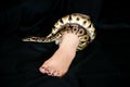 Leg with Royal Python snake. Ball Python slithering and crawling around female leg and foot on black bed. Royalty Free Stock Photo