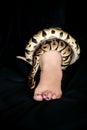 Leg with Royal Python snake. Ball Python slithering and crawling around female leg and foot on black bed. Royalty Free Stock Photo