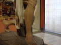 Leg of Saint Jerome by Pietro Torrigiano