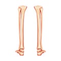 Leg tibia, fibula, Foot, ankle Skeleton Human back Posterior dorsal view. Set of Anatomically correct realistic flat