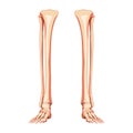 Leg tibia, fibula, Foot, ankle Skeleton Human front Anterior ventral view. Set of Anatomically correct 3D realistic flat