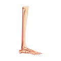 Leg tibia, fibula, Foot, ankle Skeleton Human side lateral view. Set of realistic Anatomically correct 3D flat natural