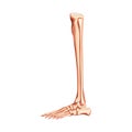 Leg tibia, fibula, Foot, ankle Skeleton Human side view. Set of metatarsals, phalanges 3D Anatomically correct realistic