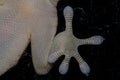 Leg and toes of a Boettger`s wall gecko Tarentola boettgeri on a window glass.