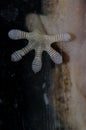 Leg and toes of a Boettger wall gecko Tarentola boettgeri on a window glass. Royalty Free Stock Photo