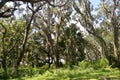 The legacy oak trees make a dark forest environment in an otherwise sunny island landscape