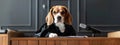 Legal Beagle, dog formally dressed as presiding judge in court.