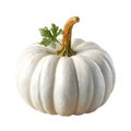 legant White Pumpkins Chic Autumn Decoration for Fall Decor on White Background Royalty Free Stock Photo