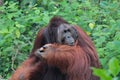 The legendary alpha male Borneo Orangutan (called Richie) at the Royalty Free Stock Photo