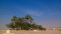 Legendary tree of life, bahrain desert Royalty Free Stock Photo