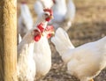 Leghorn chicken in a free range farming