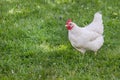 Leghorn Chicken Royalty Free Stock Photo