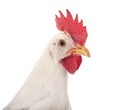 Leghorn chicken in studio Royalty Free Stock Photo