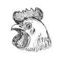 Leghorn Chicken or Hen Head Side View Drawing Royalty Free Stock Photo