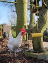 Leghorn chicken standing near hanging corn