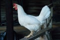 Leghorn chicken Royalty Free Stock Photo