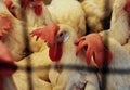 Leghorn Chickens in a cage