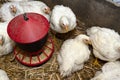 Leghorn chickens in a small pen with a red grain feeder, top view.