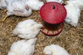 Leghorn chickens in a small pen with a red grain feeder, top view.