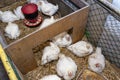 Leghorn chickens in a small pen with silver and red grain tray, top view. Royalty Free Stock Photo