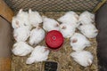 Leghorn chickens in a small playpen with a red feeder in the middle, top view.