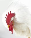 Leghorn Domestic Chicken, Portrait of Cockerel against White Background Royalty Free Stock Photo