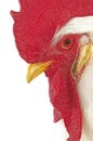 Leghorn Domestic Chicken, Portrait of Cockerel against White Background Royalty Free Stock Photo