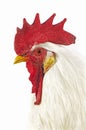 Leghorn Domestic Chicken, Portrait of Cockerel against White Background Royalty Free Stock Photo