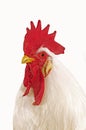 Leghorn Domestic Chicken, Portrait of Cockerel against White Background Royalty Free Stock Photo