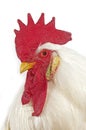 Leghorn Domestic Chicken, Portrait of Cockerel against White Background Royalty Free Stock Photo