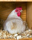 Leghorn hen on eggs