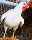 Leghorn hen showing off Royalty Free Stock Photo