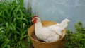 Leghorn hen white chicken sitting nest hole nide relaxes on a flowerpot resting in the mud clay, lays an egg to hatch straw hay,