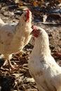 Leghorns in the warming Winter sun Royalty Free Stock Photo