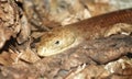 Legless lizard