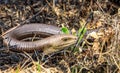 Legless lizard