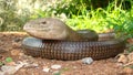 Legless lizard in nature. Close up of head of sheltopusik, scheltopusik or European legless lizard Pseudopus apodus Slow worm, l
