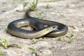 Legless lizard Slow Worm lying on the sand on the edge of the forest. Royalty Free Stock Photo