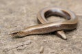 legless shiny harmless lizard slow worm Royalty Free Stock Photo