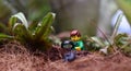 Lego man observes and explores a spider with a magnifying glass in the macro world.