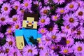 LEGO Minecraft action figure of smiling Steve surounded by pink flowers of blossoming Bush Aster variety Apollo flowers