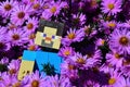 LEGO Minecraft action figure of smiling Steve surounded by pink flowers of blossoming Bush Aster variety Apollo flowers