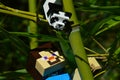 LEGO Minecraft action figure of Steve climbing on main stalk of bamboo plant, small lego Panda bear observing him.