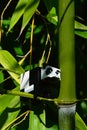 LEGO Minecraft black and white panda sitting on real bamboo side stem, Phyllostachys genus.